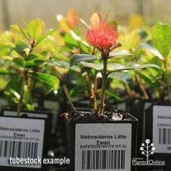 Metrosideros Little Ewan - Dwarf NZ Christmas Bush -Eco Garden Shop apo little ewan tubestock in flower