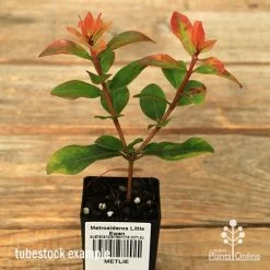 Metrosideros Little Ewan - Dwarf NZ Christmas Bush -Eco Garden Shop apo little ewan tubestock september