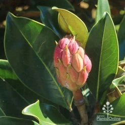Magnolia Little Gem -Eco Garden Shop apo little gem seedcone forming