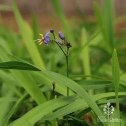 Dianella Little Jess -Eco Garden Shop apo little jess dianella flower