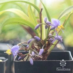 Dianella Little Jess -Eco Garden Shop apo little jess flower closeup