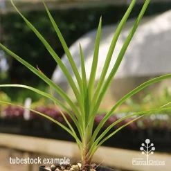 Lomandra Little Pal 6 Lomandra Little Pal -Eco Garden Shop apo little pal tubestock close