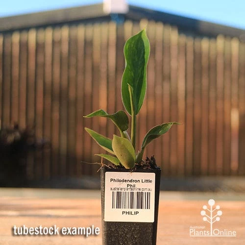 Philodendron Little Phil 2 Philodendron Little Phil - Image 2