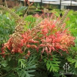 Grevillea Little Robyn -Eco Garden Shop apo little robyn flowers nursery