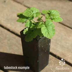 Loganberry -Eco Garden Shop apo loganberry tubestock