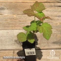 Loganberry -Eco Garden Shop apo loganberry tubestock top 1