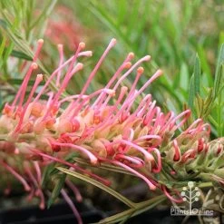 Grevillea Lollypops 12 Grevillea Lollypops -Eco Garden Shop apo lollypops grevillea flower