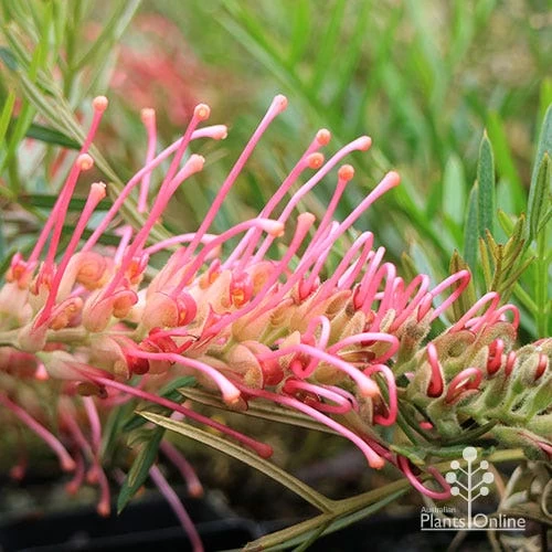 Grevillea Lollypops 4 Grevillea Lollypops - Image 4
