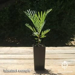 Grevillea Lollypops 11 Grevillea Lollypops -Eco Garden Shop apo lollypops grevillea tubestock