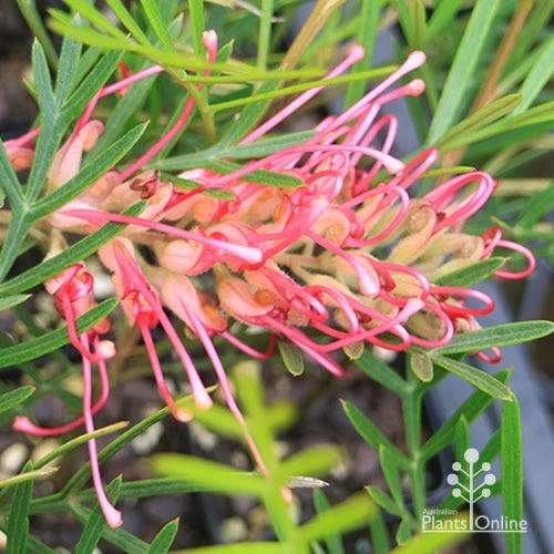 Grevillea Lollypops 7 Grevillea Lollypops - Image 7