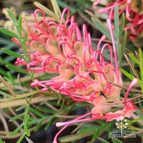 Grevillea Lollypops 1 Grevillea Lollypops