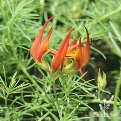 Lotus Red Flash - Parrot's Beak -Eco Garden Shop apo lotus