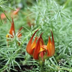 Lotus Red Flash - Parrot's Beak -Eco Garden Shop apo lotus flower