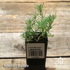 Lotus Red Flash - Parrot's Beak -Eco Garden Shop apo lotus tubestock top