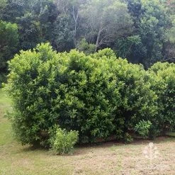 Tristaniopsis Luscious - Water Gum -Eco Garden Shop apo luscious hedcge