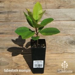 Tristaniopsis Luscious - Water Gum -Eco Garden Shop apo luscious tubestock