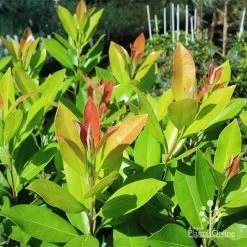 Tristaniopsis Luscious - Water Gum -Eco Garden Shop apo luscious water gum leaf colours