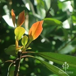 Tristaniopsis Luscious - Water Gum -Eco Garden Shop apo luscious winter leaf backlit