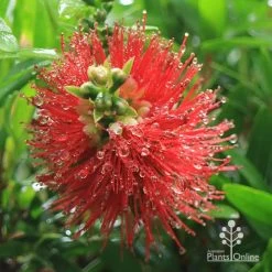 Callistemon Macarthur -Eco Garden Shop apo macarthur callistemon flower