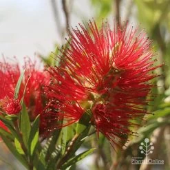 Callistemon Macarthur -Eco Garden Shop apo macarthur flower and bud