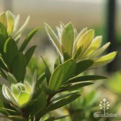 Callistemon Macarthur -Eco Garden Shop apo macarthur fluffy new leaf