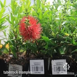 Callistemon Macarthur -Eco Garden Shop apo macarthur tubestock in flower