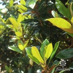 Magnolia Little Gem -Eco Garden Shop apo magnolia little gem backlit