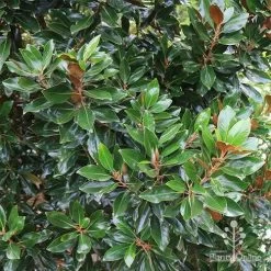 Magnolia Little Gem -Eco Garden Shop apo magnolia little gem hedge