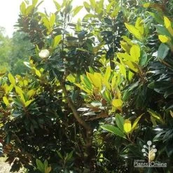 Magnolia Little Gem -Eco Garden Shop apo magnolia little gem spring leaves