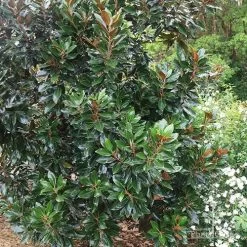 Magnolia Little Gem -Eco Garden Shop apo magnolia little gem tree