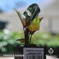 Calathea Makoyana - Peacock Plant -Eco Garden Shop apo makoyana tubestock