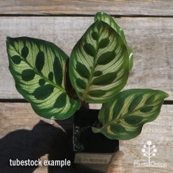 Calathea Makoyana - Peacock Plant -Eco Garden Shop apo makoyana tubestock top