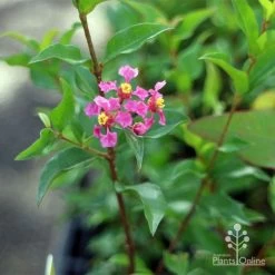 Malpighia Pixie - Acerola -Eco Garden Shop apo malpighia stem flowers
