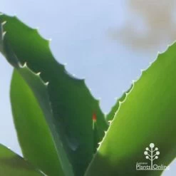 Mangave Falling Waters - Succulent -Eco Garden Shop apo mangave falling waters teeth