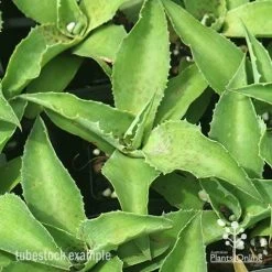 Mangave Falling Waters - Succulent -Eco Garden Shop apo mangave falling waters tubestock