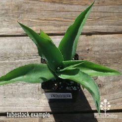 Mangave Falling Waters - Succulent -Eco Garden Shop apo mangave falling waters tubestock top