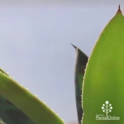 Mangave Mission To Mars - Succulent -Eco Garden Shop apo mangave mission to mars teeth