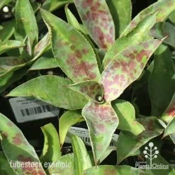 Mangave Mission To Mars - Succulent -Eco Garden Shop apo mangave mission to mars tubestock