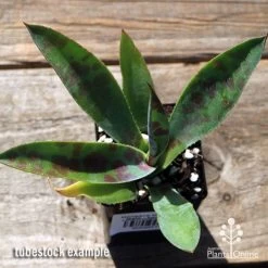 Mangave Mission To Mars - Succulent -Eco Garden Shop apo mangave mission to mars tubestock top