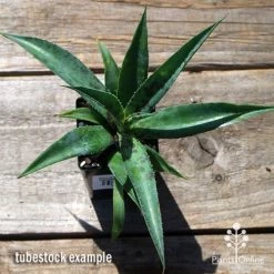 Mangave Pineapple Express - Succulent -Eco Garden Shop apo mangave pineapple express tubestock top