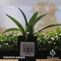 Mangave Pineapple Express - Succulent -Eco Garden Shop apo mangave pineapple express tubestock 1