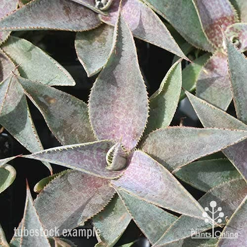 Mangave Purple People Eater - Succulent 5 Mangave Purple People Eater - Succulent - Image 5