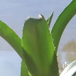 Mangave Red Wing - Succulent -Eco Garden Shop apo mangave red wing teeth