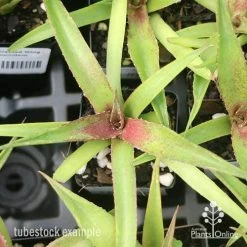 Mangave Red Wing - Succulent -Eco Garden Shop apo mangave red wing tubestock