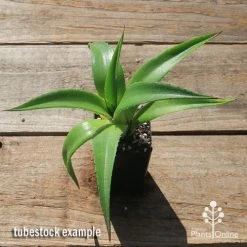 Mangave Red Wing - Succulent -Eco Garden Shop apo mangave red wing tubestock top