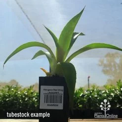 Mangave Red Wing - Succulent -Eco Garden Shop apo mangave red wing tubestock 1