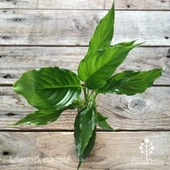 Spathiphyllum Maracay - Peace Lily -Eco Garden Shop apo maracay tube top