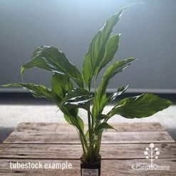 Spathiphyllum Maracay - Peace Lily -Eco Garden Shop apo maracay tubestock office