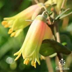 Correa Marian's Marvel -Eco Garden Shop apo marians marvel correa flower close