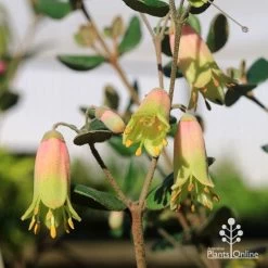 Correa Marian's Marvel